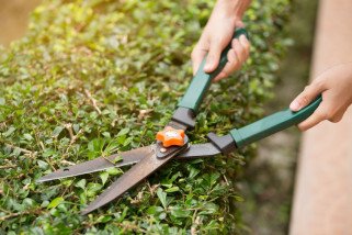 Hoveniersbedrijven, Tuinaanleg, Riolering, Gazon aanleg en laser gestuurd nivelleren, Natuursteen en kassei, Aanleggen van terrassen, Aanleggen van opritten, Beplantingswerken, Snoeien en vellen van bomen, Snoeien